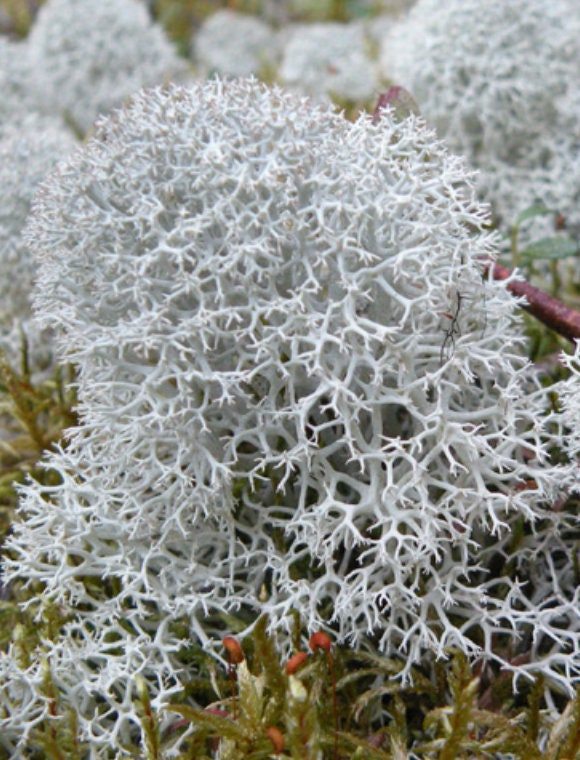 living Raindeer lichen with Phytosanitary certification and Passport, grown by moss supplier