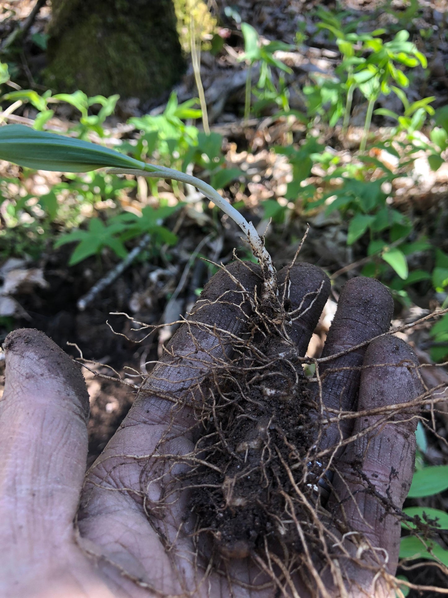 True Solomon’s seal rhizomes with Phytosanitary certification and Passport, grown by supplier