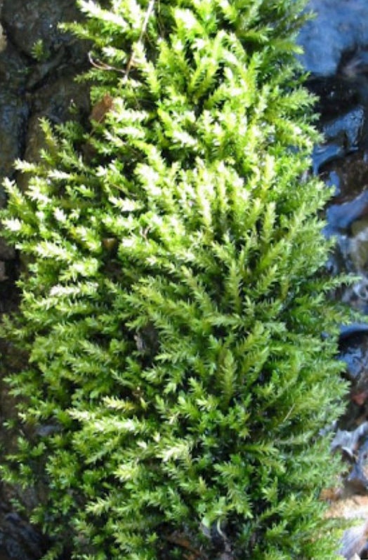 Aquatic feather moss Platyhypnidium riparioides, with Phytosanitary certification and Passport, grown by moss supplier
