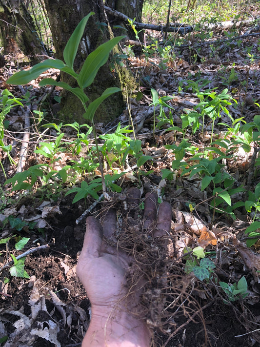 True Solomon’s seal rhizomes with Phytosanitary certification and Passport, grown by supplier