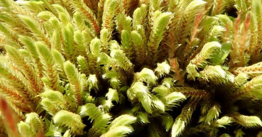 Terrarium moss Philonotis seriata, with Phytosanitary certification and Passport, grown by moss supplier