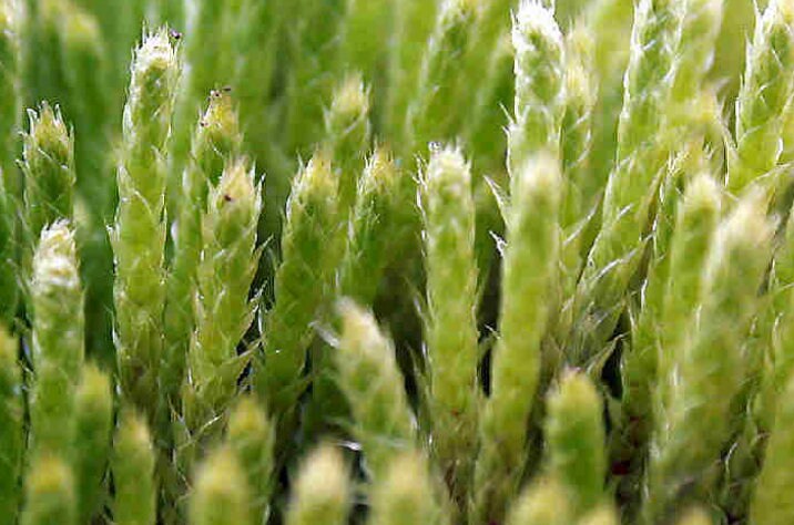 Terrarium moss Philonotis seriata, with Phytosanitary certification and Passport, grown by moss supplier