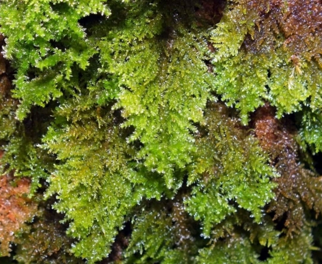 Terrarium moss, Leptodon smithii, with Phytosanitary certification and Passport, grown by moss supplier