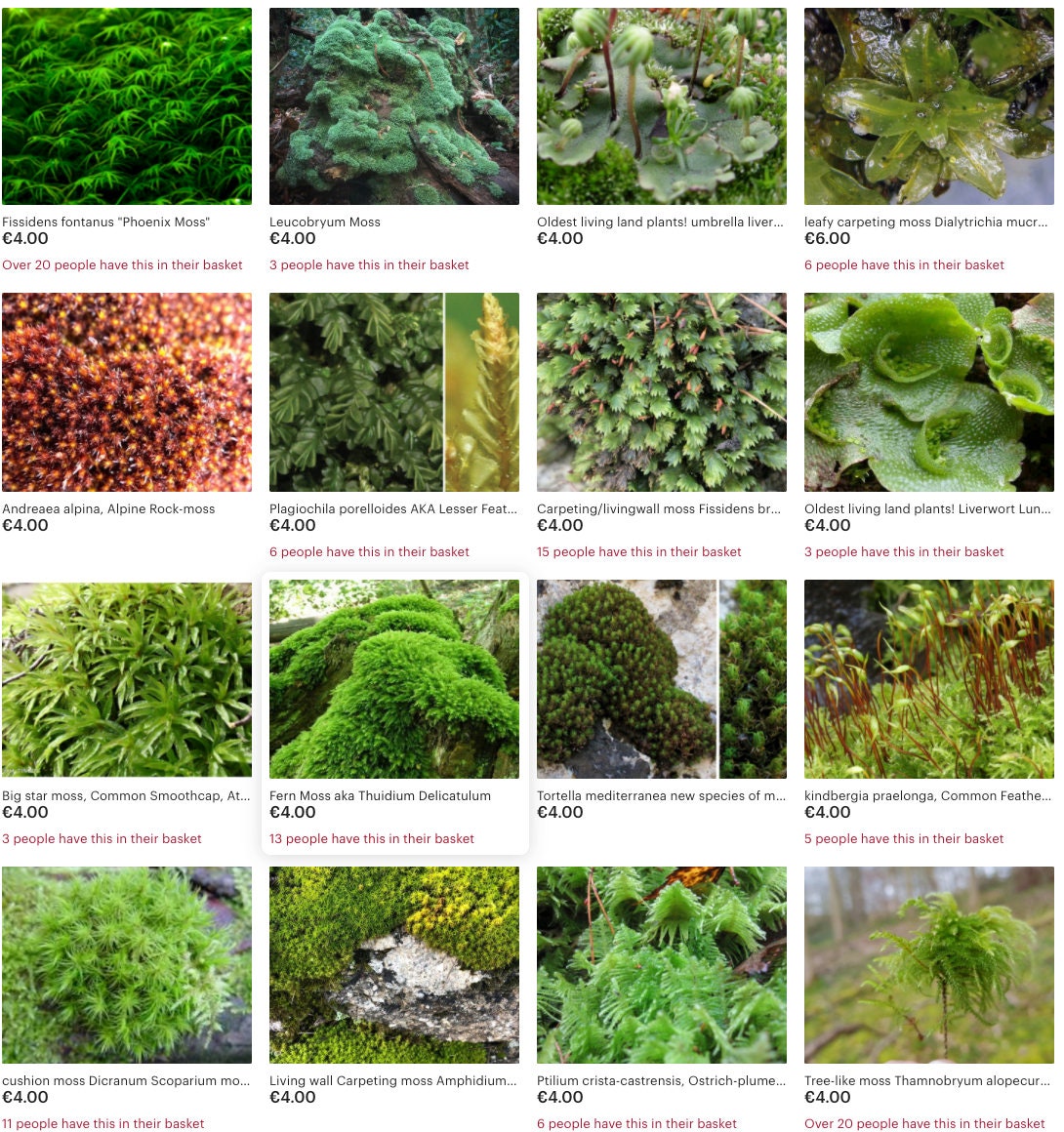 Types Of Mosses A Brief Study On Some Common Terrestrial Moss Species