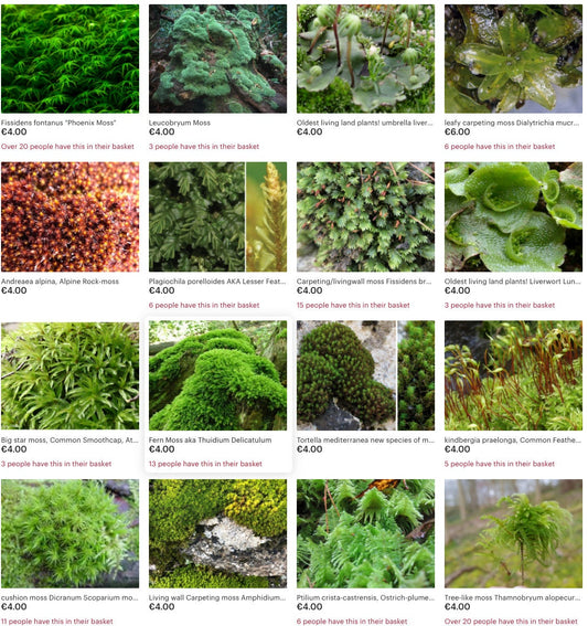 Moss collection Select 15 to 45 species of moss with Phytosanitary certification and Passport, grown by moss supplier