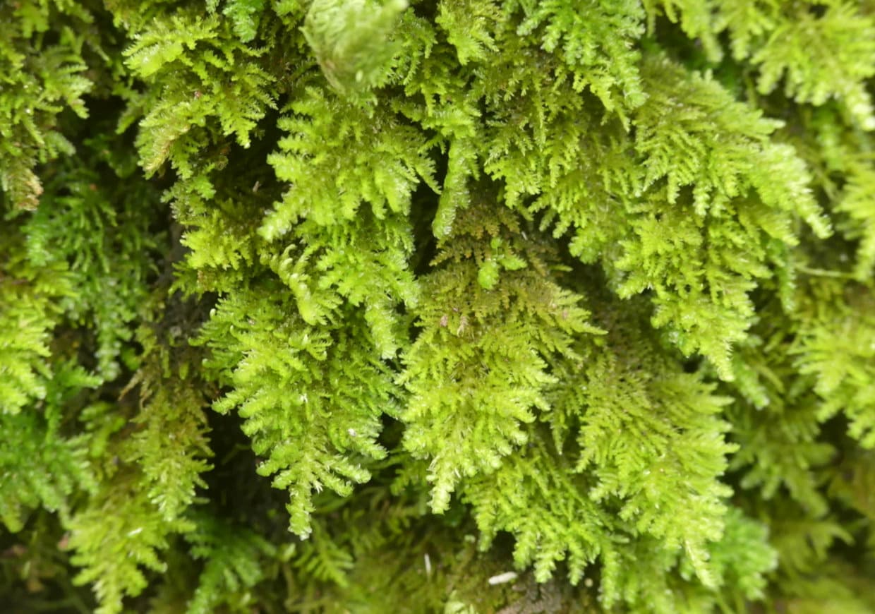 Terrarium moss, Leptodon smithii, with Phytosanitary certification and Passport, grown by moss supplier