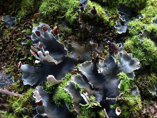 Terrarium Beautiful Felt Lichen AKA Peltigera praetextata with Phytosanitary certification and Passport, grown by moss supplier