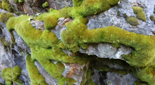 Terrarium moss Black Grimmia torquata with Phytosanitary certification and Passport, grown by moss supplier