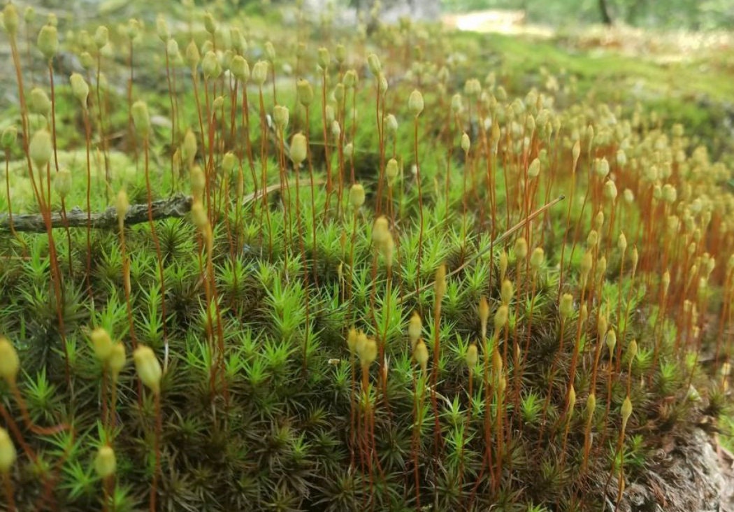 Terrarium moss plagiomnium undulatum moss with Phytosanitary certification  and Passport, grown by moss supplier