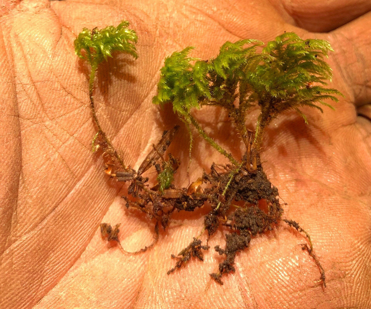 Tiny Tree terrarium moss - Isothecium myosuroides, with Phytosanitary certification and Passport, grown by moss supplier