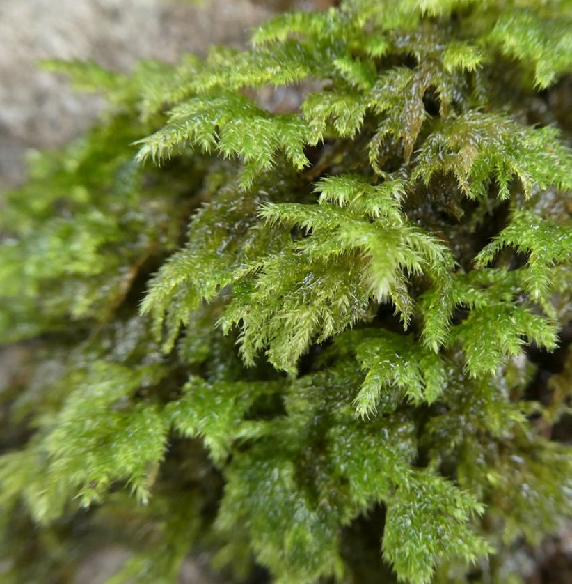 Tiny Tree terrarium moss - Isothecium myosuroides, with Phytosanitary certification and Passport, grown by moss supplier