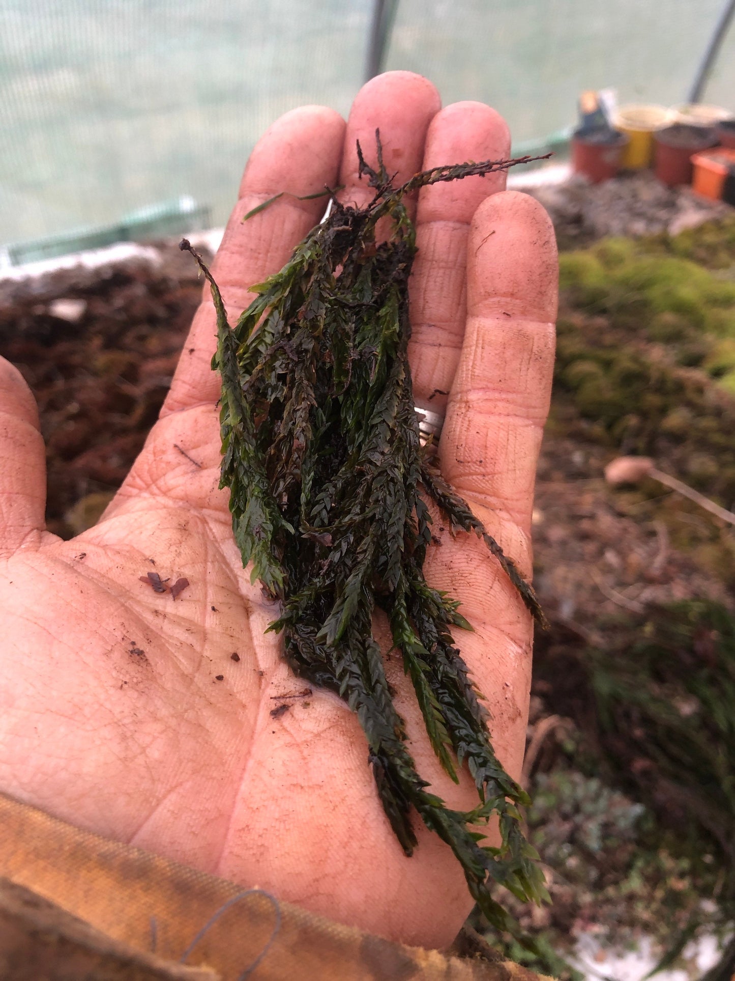 Aquatic feather moss Platyhypnidium riparioides, with Phytosanitary certification and Passport, grown by moss supplier