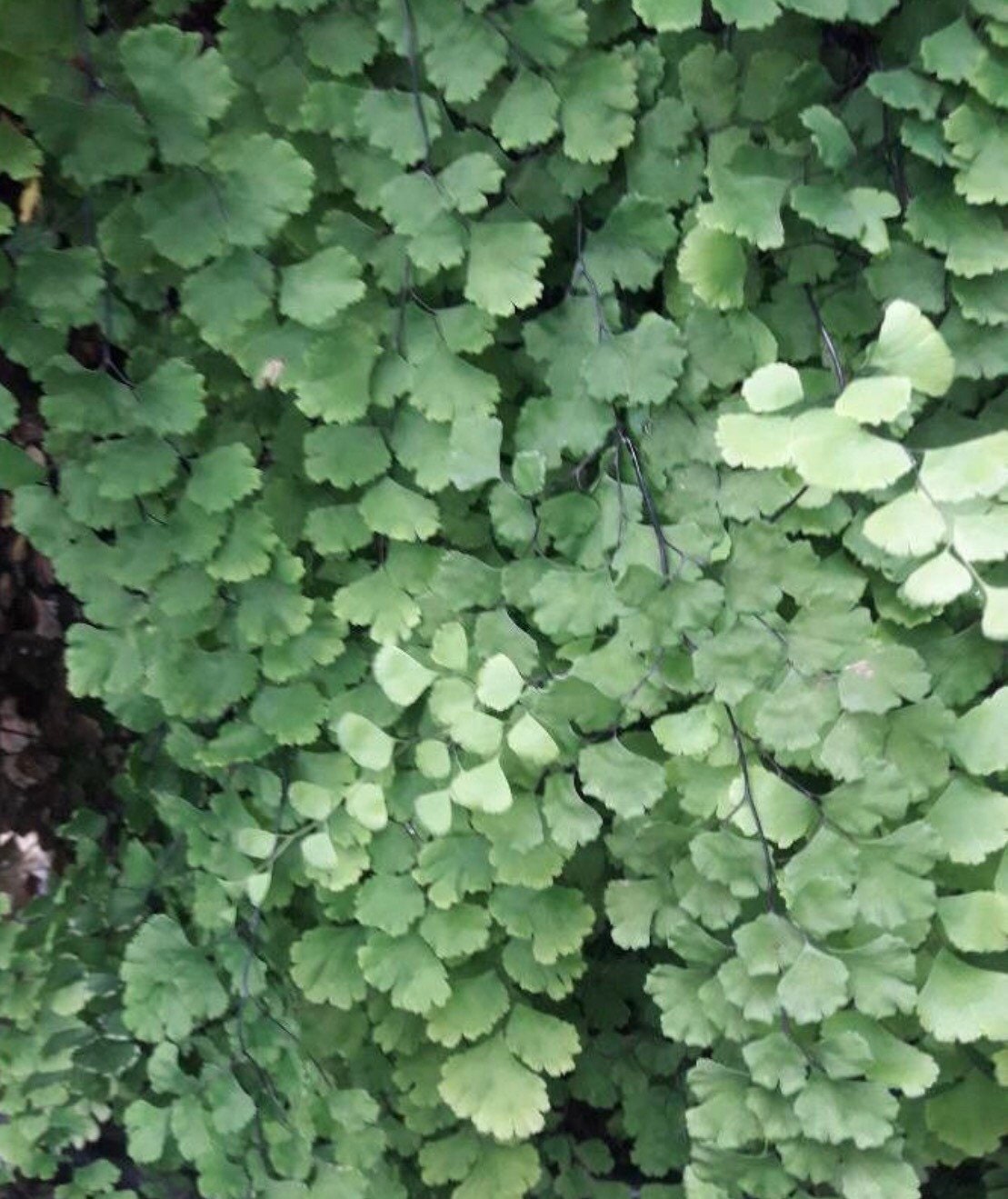 Adiantum capillus-veneris, the Southern maidenhair fern with Phytosanitary certification and Passport, grown by moss supplier