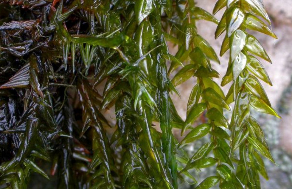 aquarium moss Fontinalis squamosa, with Phytosanitary certification and Passport, grown by moss supplier