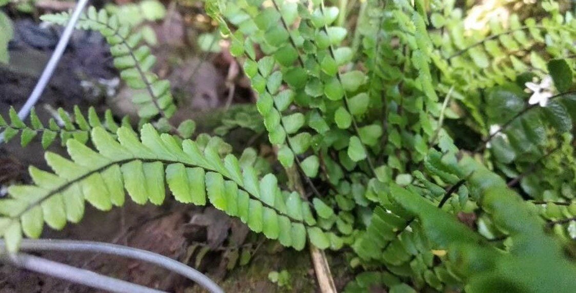 Asplenium trichomanes fern, with Phytosanitary certification and Passport, grown by supplier