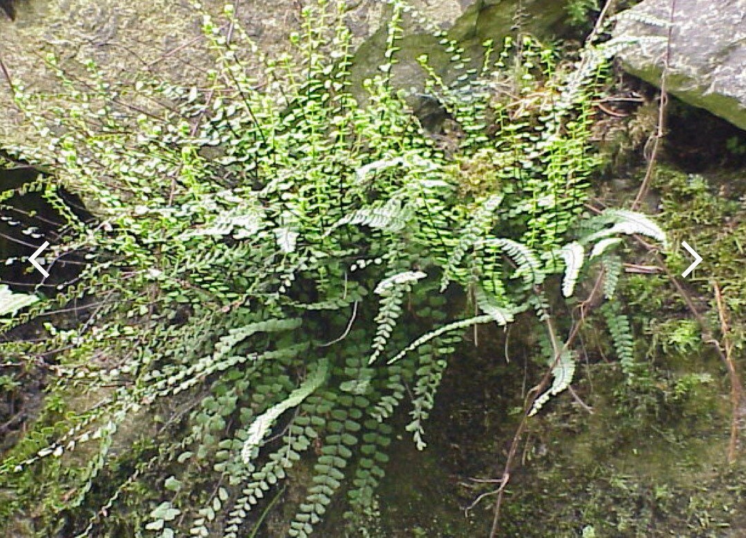 Asplenium trichomanes fern, with Phytosanitary certification and Passport, grown by supplier