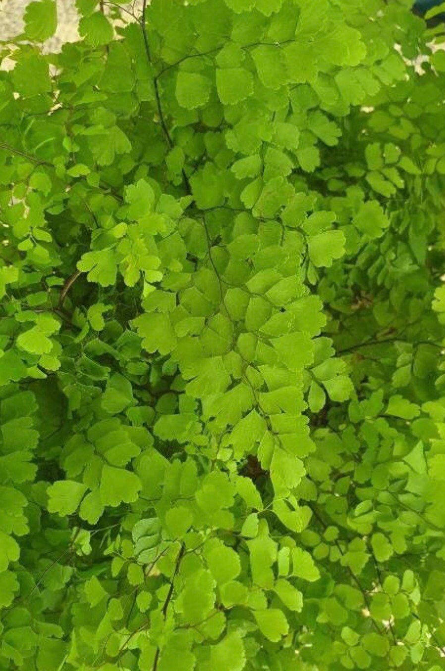 Adiantum capillus-veneris, the Southern maidenhair fern with Phytosanitary certification and Passport, grown by moss supplier