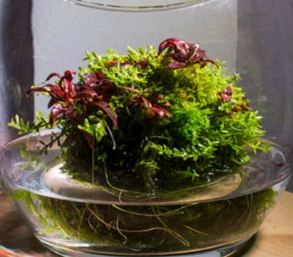 Wabi kusa Balls terrarium or aquarium