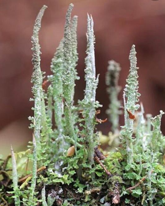 Dragon horn lichen, with Phytosanitary certification and Passport, grown by moss supplier