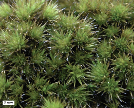 4 Perfect Cushion moss – Mosswholesale